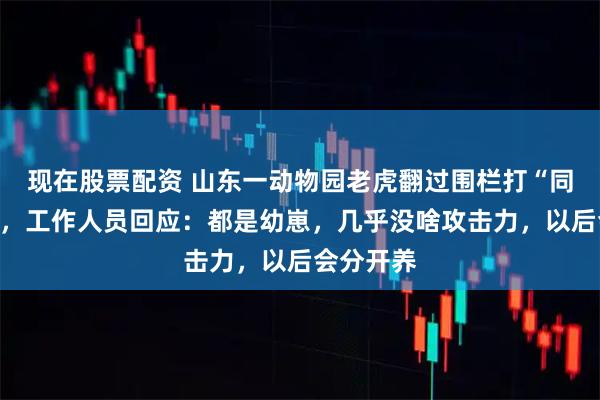 现在股票配资 山东一动物园老虎翻过围栏打“同事”鬣狗，工作人员回应：都是幼崽，几乎没啥攻击力，以后会分开养